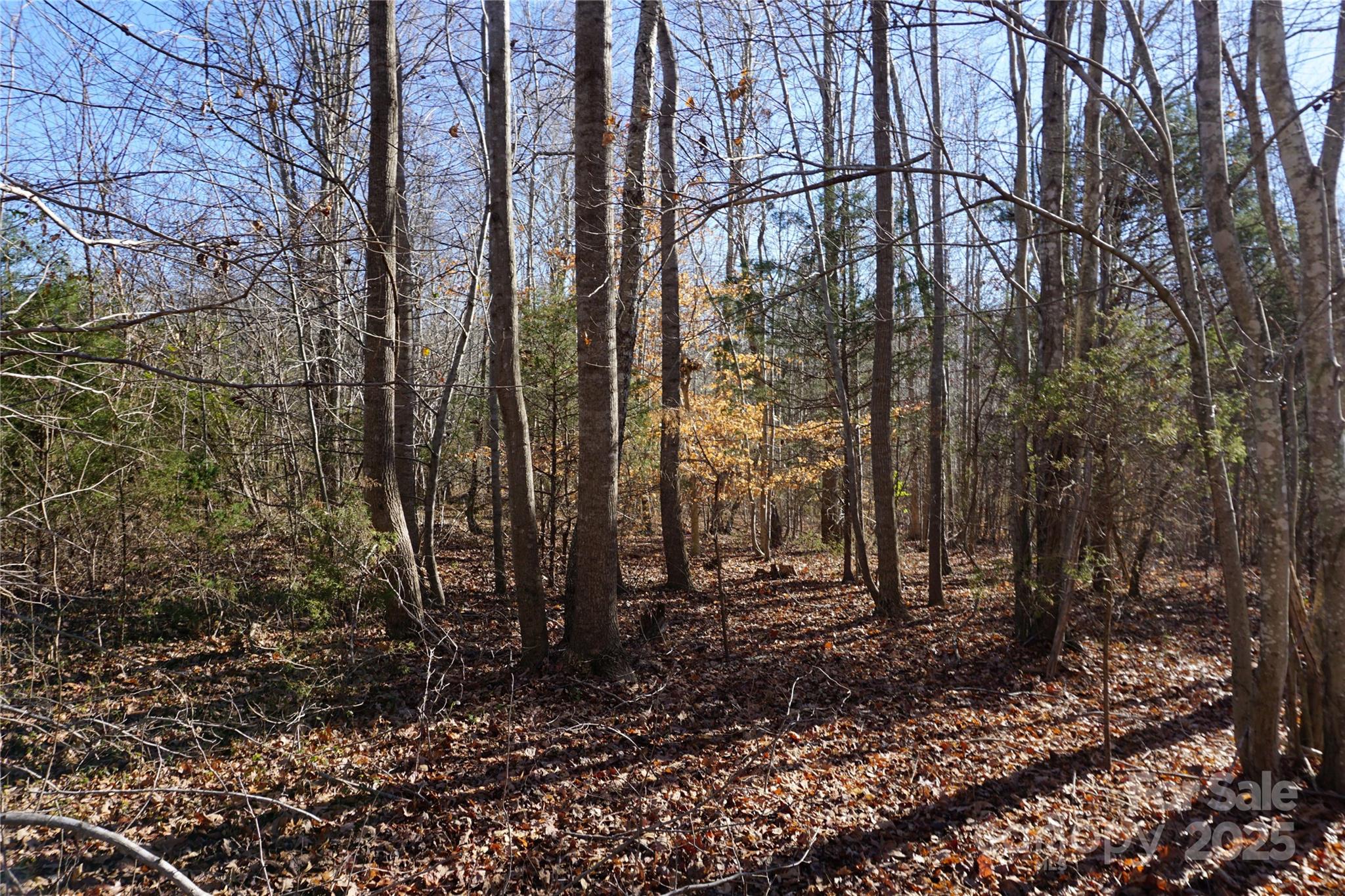 Lot B Ramah Church Road Blacksburg, SC 29702 - Photo 9 of 10 a view of covered with trees