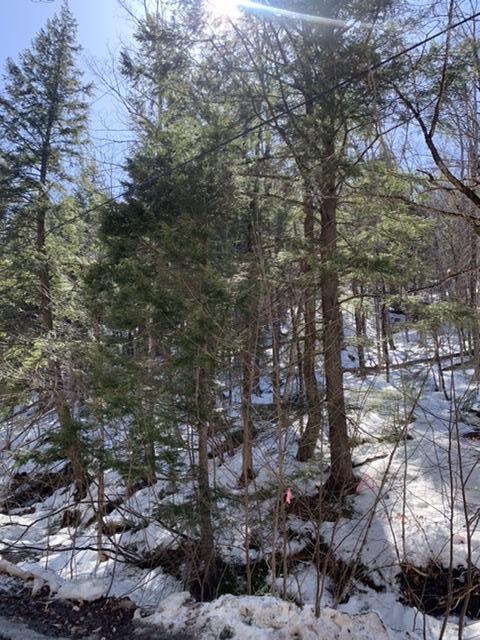 Tbd Intervale Road Temple, ME 04984 - Photo 15 of 16 98D2C63D-C1CB-4C92-8978-53A414B37665