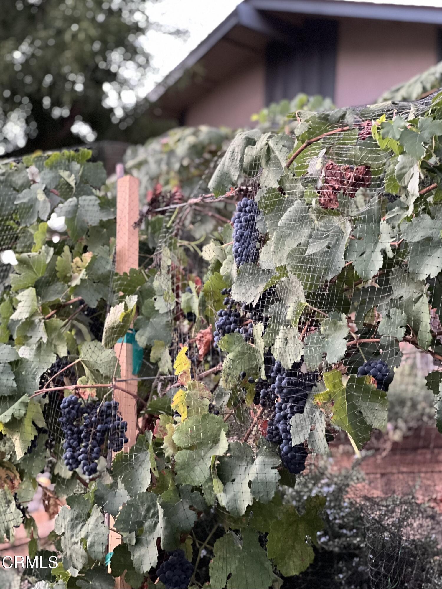 3451 Brookhill Street Glendale, CA 91214 - Photo 5 of 65 IMG_9055