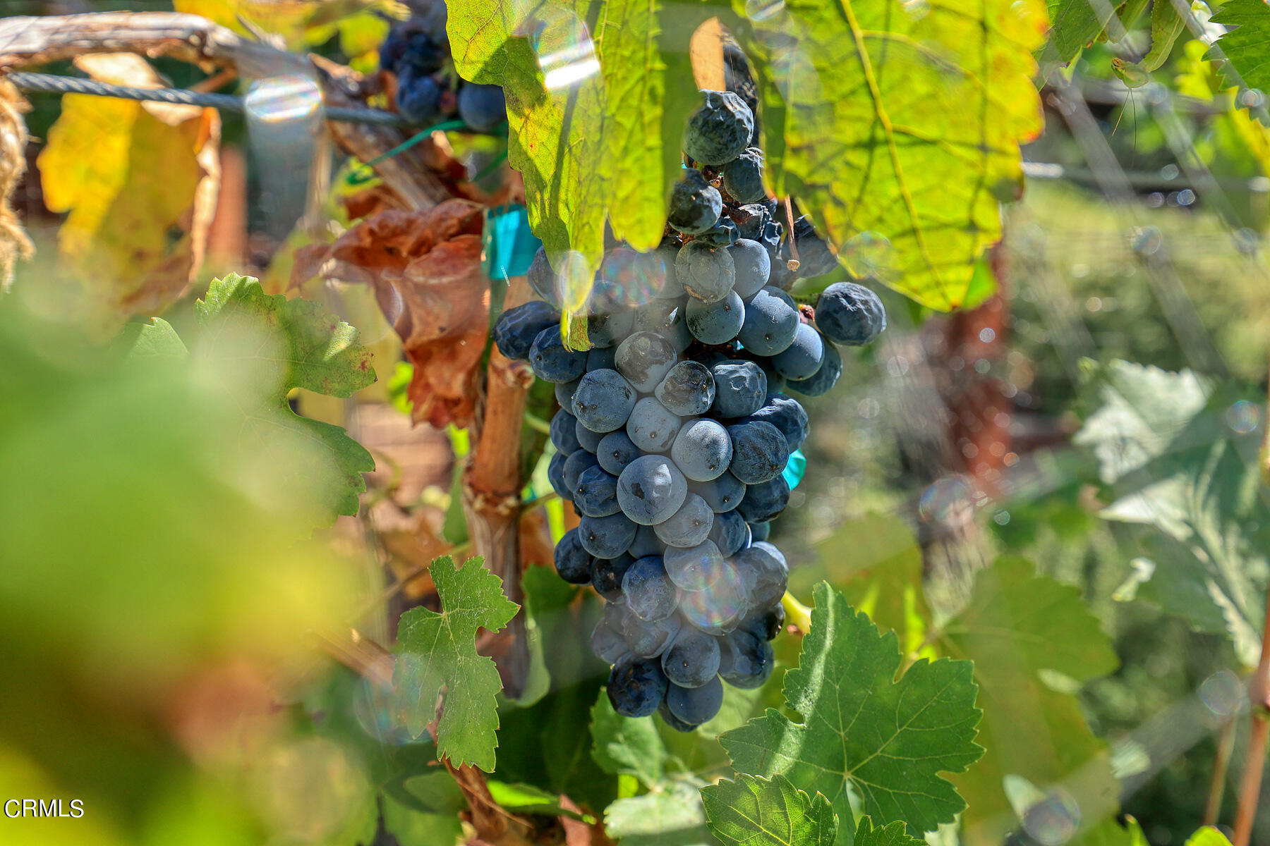 3451 Brookhill Street Glendale, CA 91214 - Photo 10 of 65 MLS_6