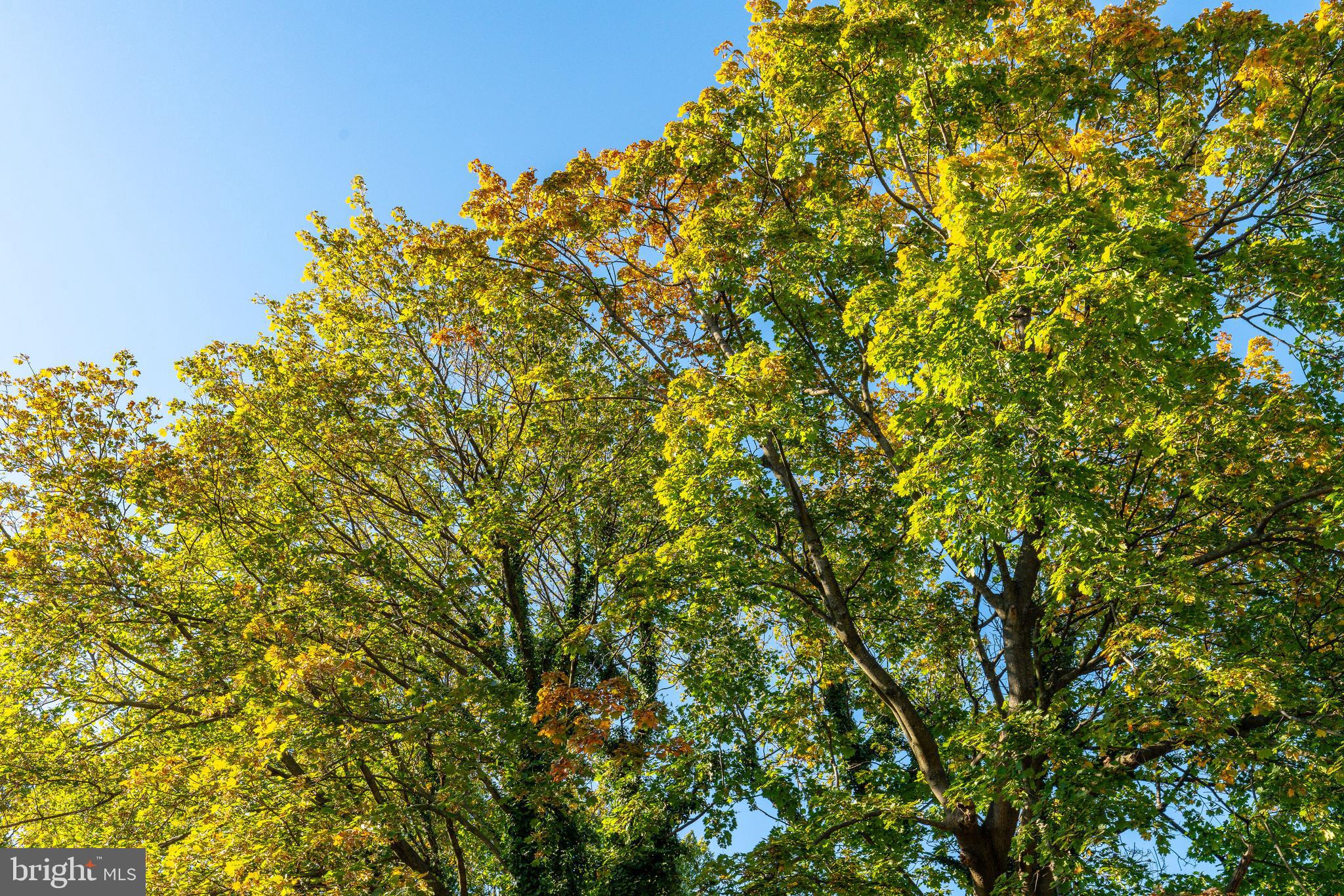 109-15 Carpenter Lane Philadelphia, PA 19119 - Photo 46 of 47