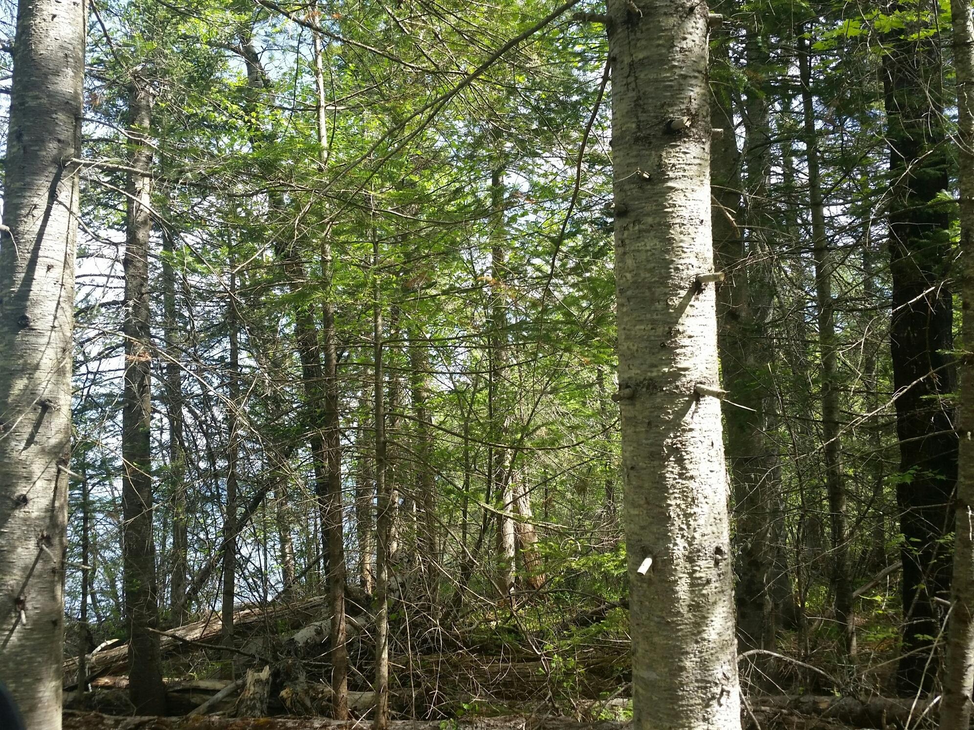 14 Stephens Road Oquossoc, ME 04964 - Photo 5 of 6 902 Stephens woods to lake
