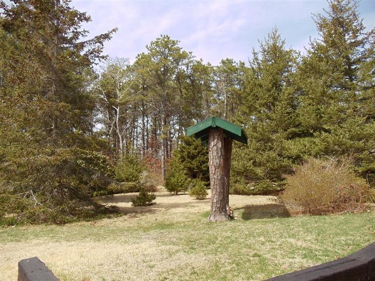 174 Chatham Road Harwich, MA 02645 - Photo 4 of 33 a view of a yard with large trees