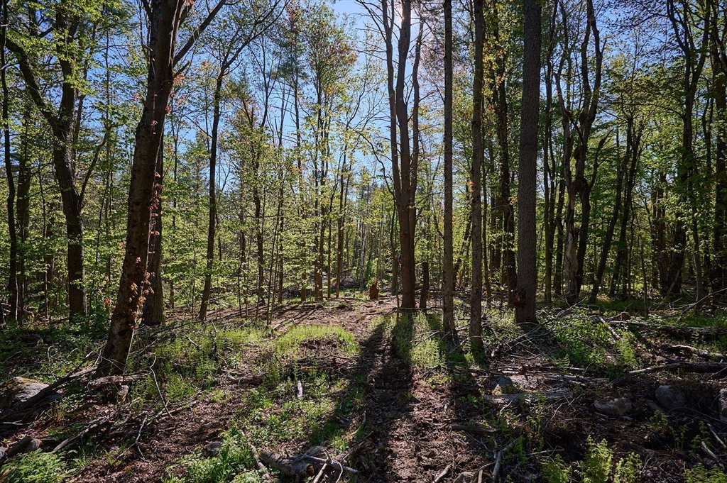0 Radiker Road Worthington, MA 01098 - Photo 5 of 18 a view of outdoor space and green space