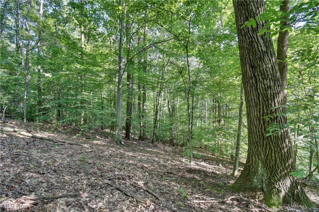 81730 Long Road Freeport, OH 43973 - Photo 24 of 25 View of woods