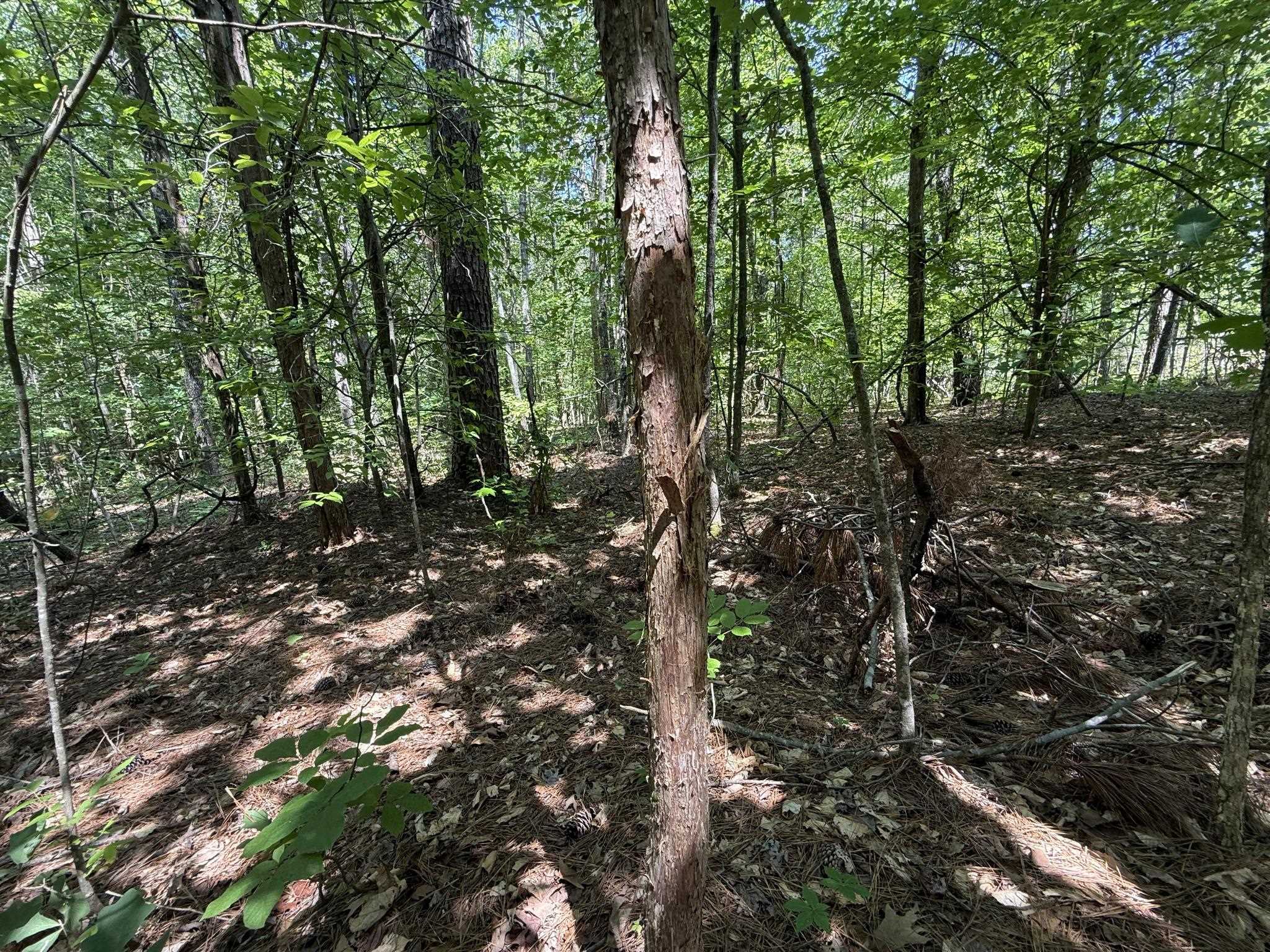 1 Carter Road Saltillo, TN 38370 - Photo 28 of 40 a view of forest