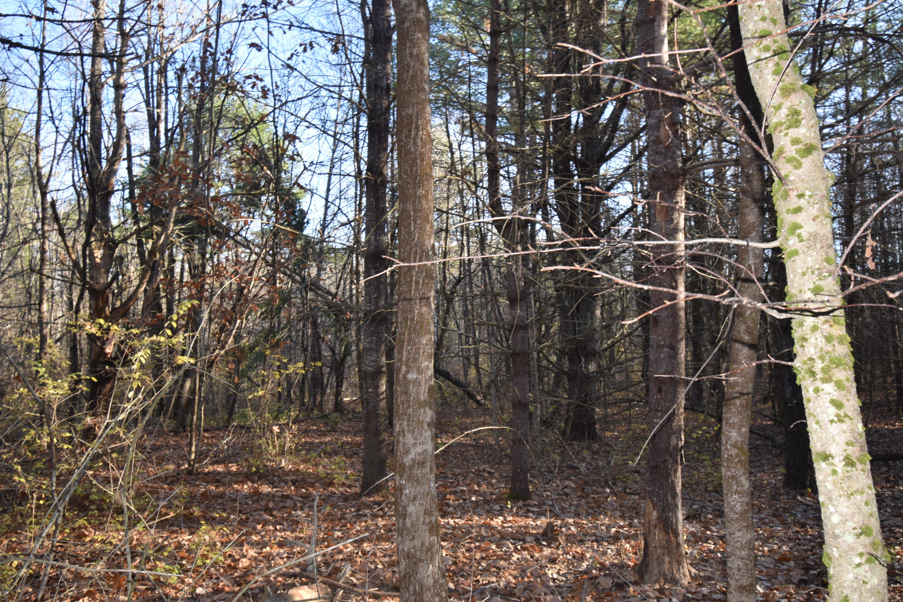 0 Lunts Hill Road Litchfield, ME 04350 - Photo 64 of 80 DSC_0908