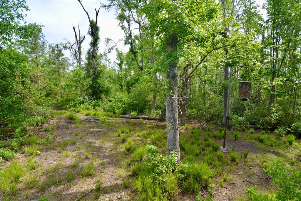 Island Road Mayo, FL 32066 - Photo 11 of 80