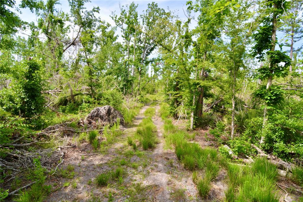 Island Road Mayo, FL 32066 - Photo 12 of 80