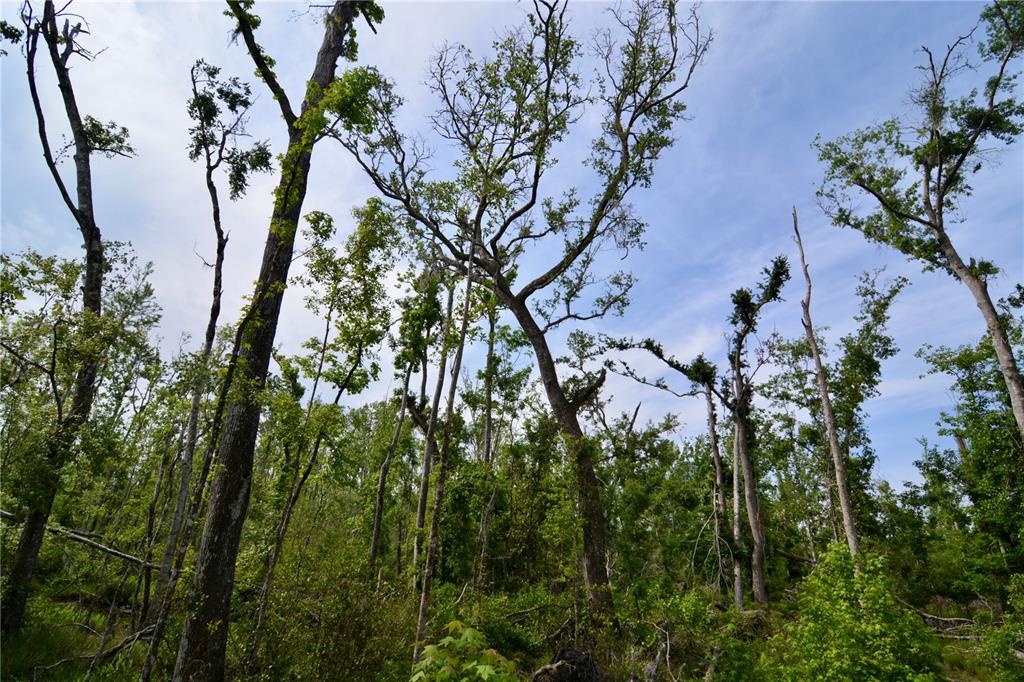 Island Road Mayo, FL 32066 - Photo 13 of 80