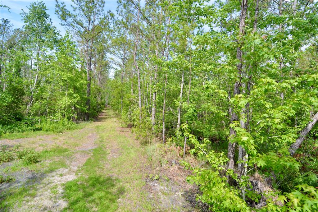 Island Road Mayo, FL 32066 - Photo 15 of 80