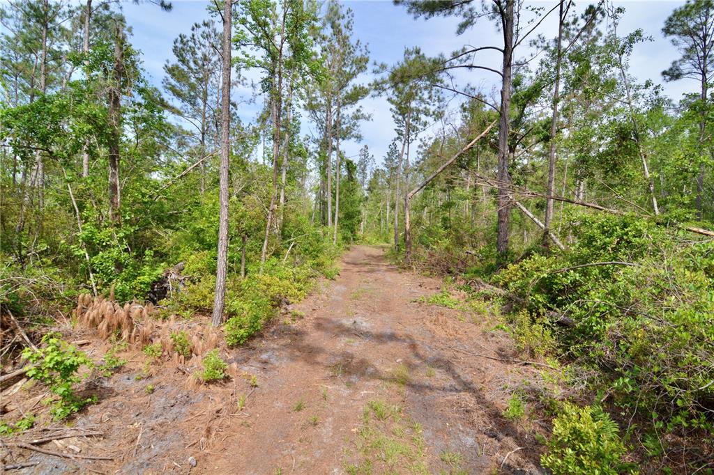 Island Road Mayo, FL 32066 - Photo 18 of 80