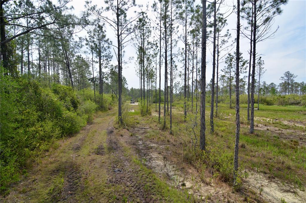 Island Road Mayo, FL 32066 - Photo 22 of 80