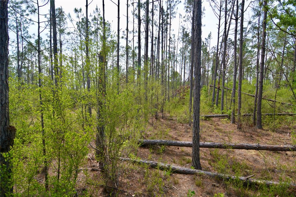 Island Road Mayo, FL 32066 - Photo 48 of 80