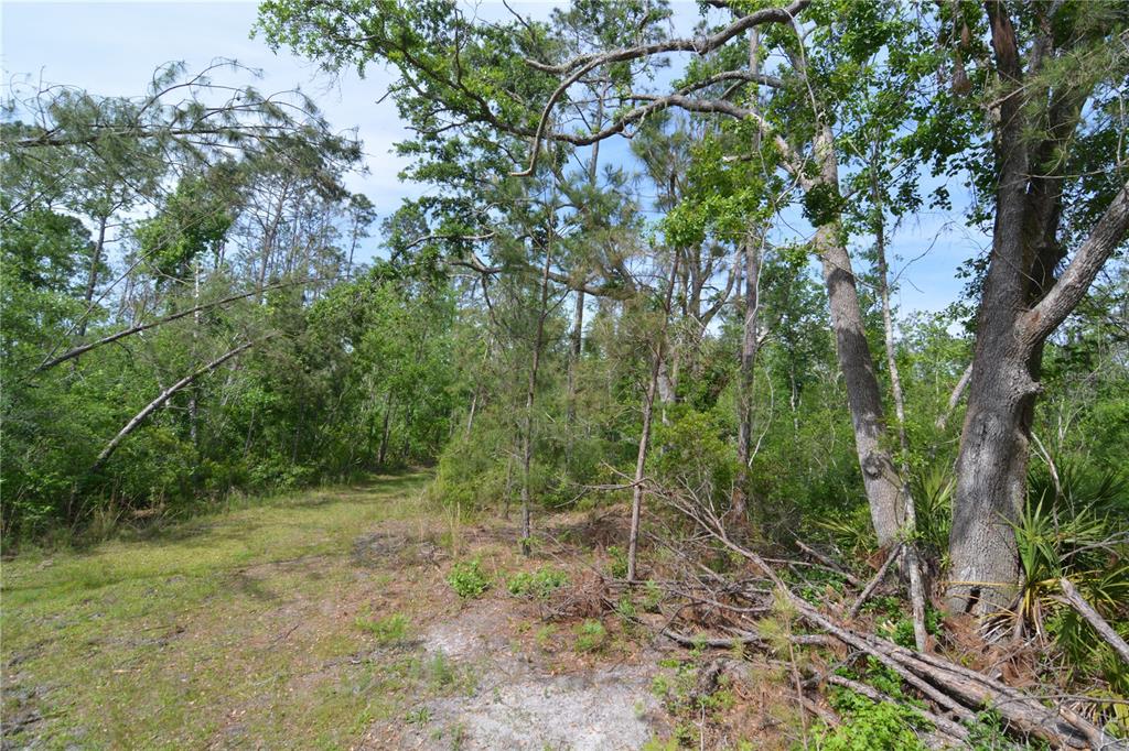 Island Road Mayo, FL 32066 - Photo 49 of 80