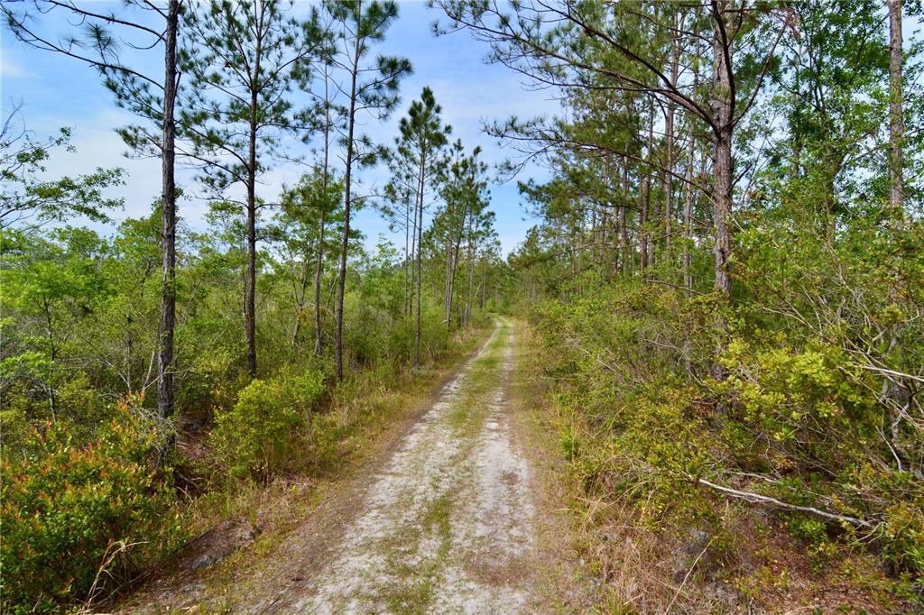 Island Road Mayo, FL 32066 - Photo 10 of 80