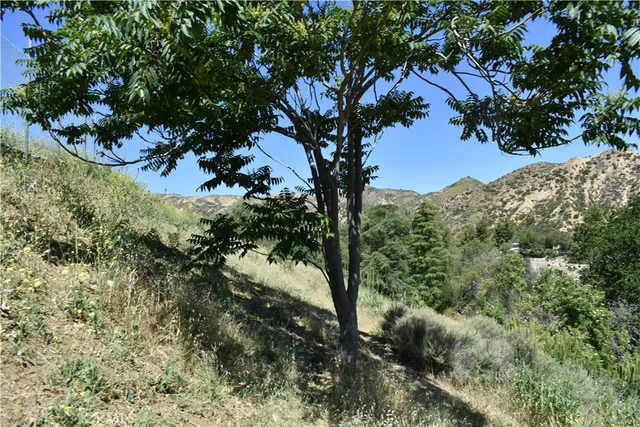 a view of a tree in a yard