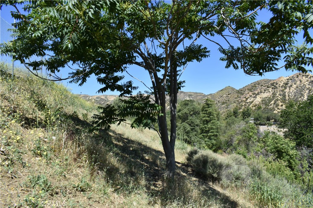 0 San Martinez Road Val Verde, CA 91384 - Photo 3 of 9 a view of a tree in a yard