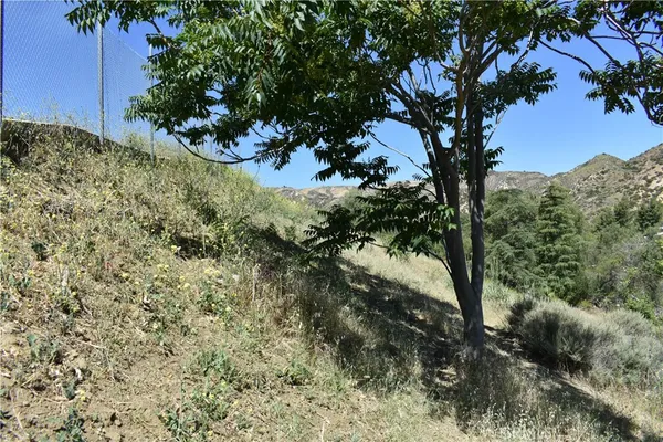 a view of a tree in a yard