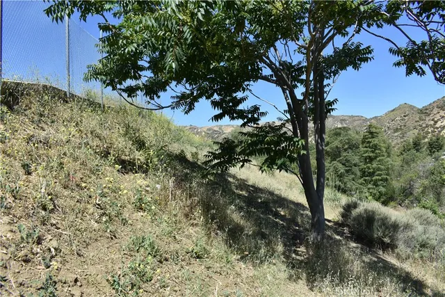 a view of a tree in a yard