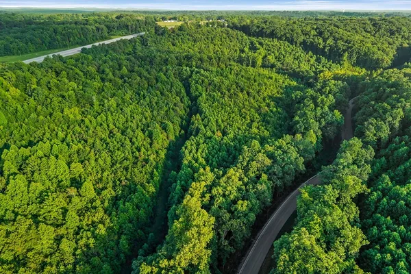 a view of a lush green space