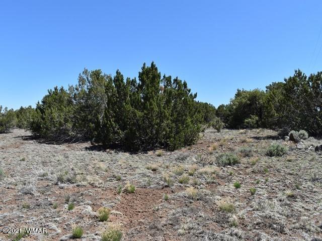 36 County Road 8237 Concho, AZ 85924 - Photo 3 of 9