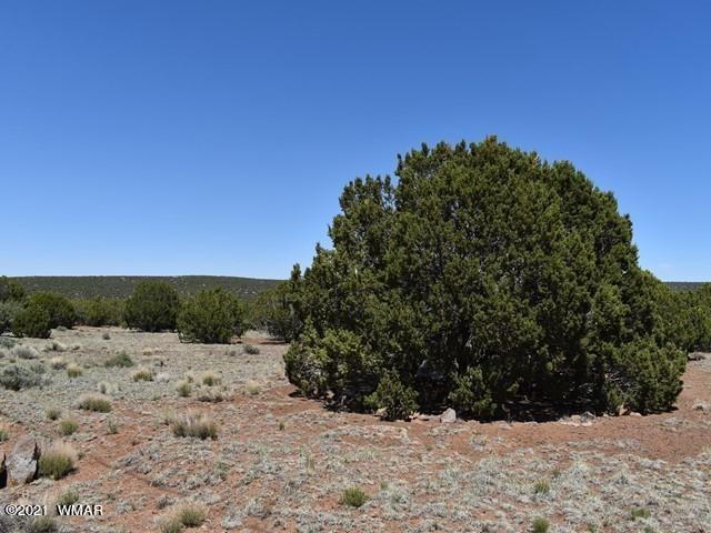 36 County Road 8237 Concho, AZ 85924 - Photo 5 of 9
