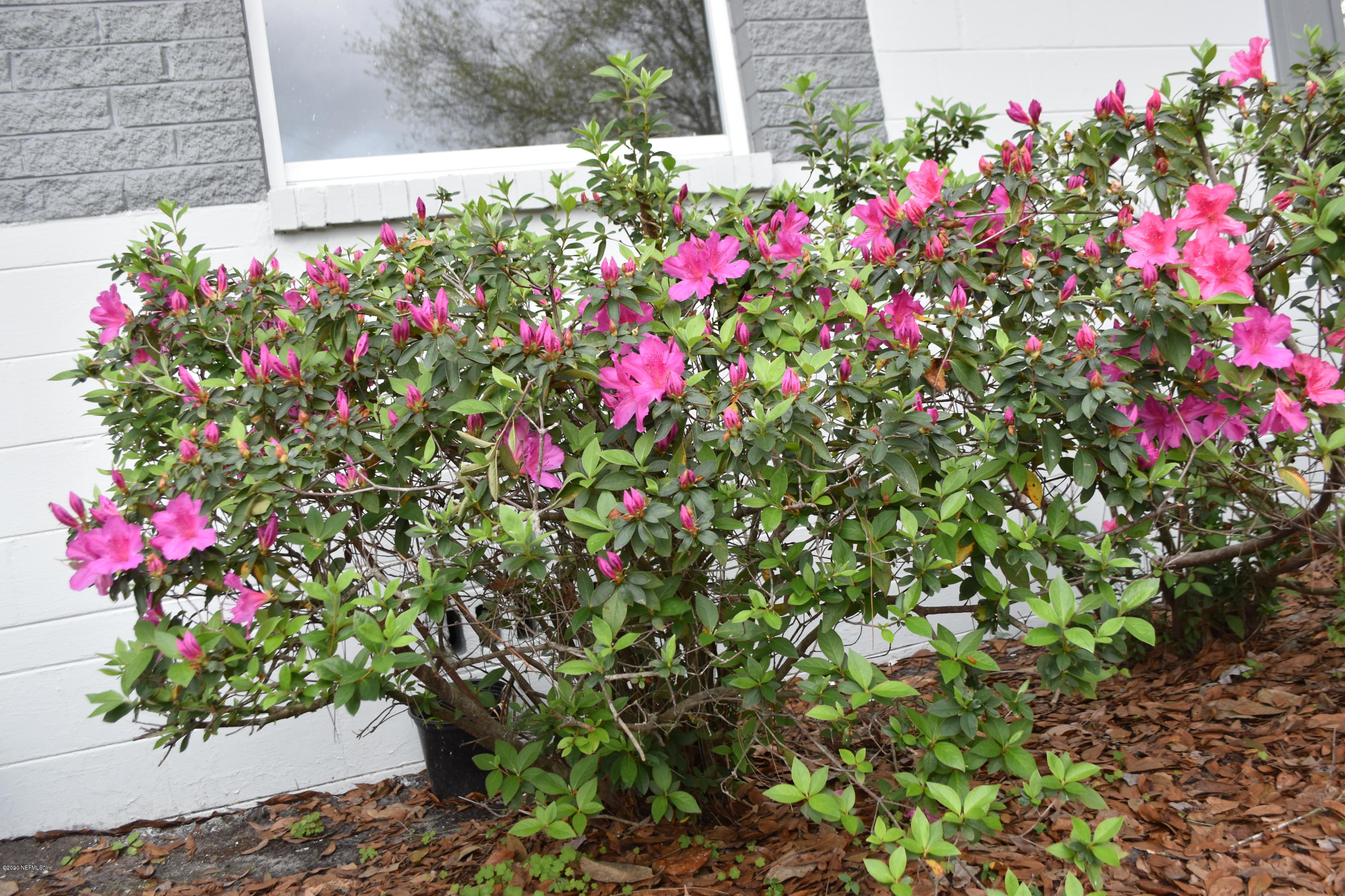 2838 Begonia Road Jacksonville, FL 32209 - Photo 12 of 16 Gorgeous Azaleas in front