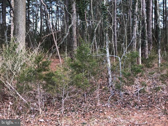 Lot 1 Mt Vernon Road Princess Anne, MD 21853 - Photo 14 of 14 Gallery Image 14