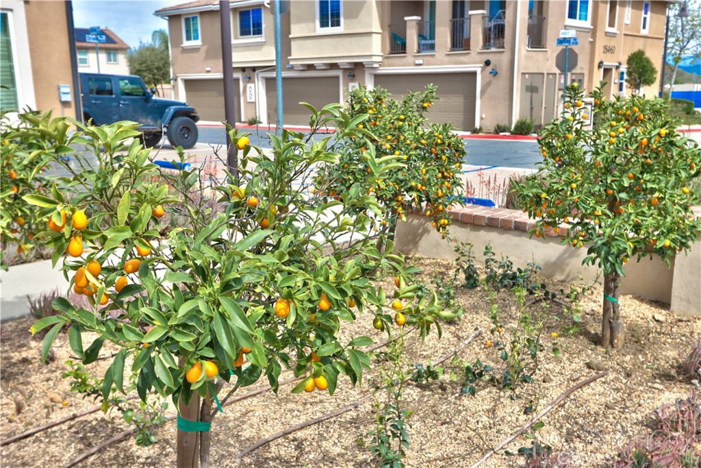 28397 Partridge Way, Unit 1001 Murrieta, CA 92563 - Photo 35 of 47 a plant that is in front of a building