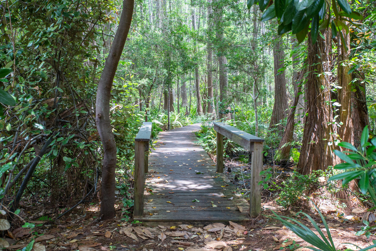 43 Cassine Way, Unit 402 Santa Rosa Beach, FL 32459 - Photo 48 of 52 a view of outdoor space and garden