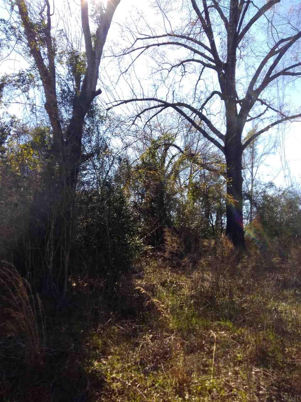 3161 Wallace Road Brewton, AL 36426 - Photo 5 of 6