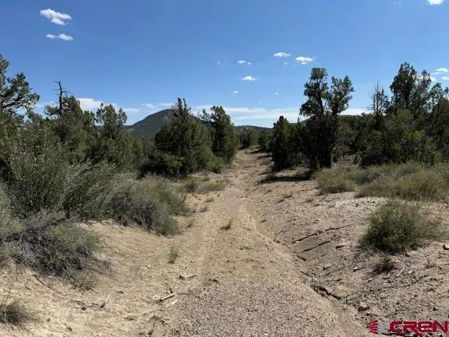 a view of a dry yard with trees