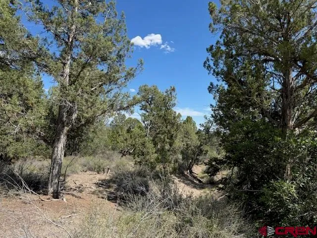a view of a tree in a field