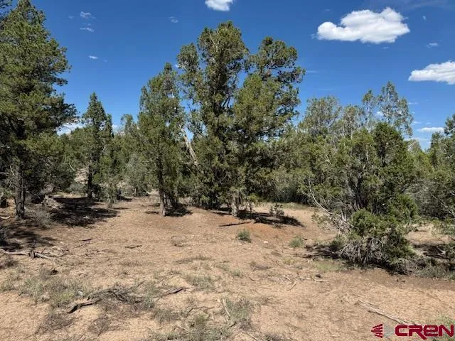 a view of a yard with a tree