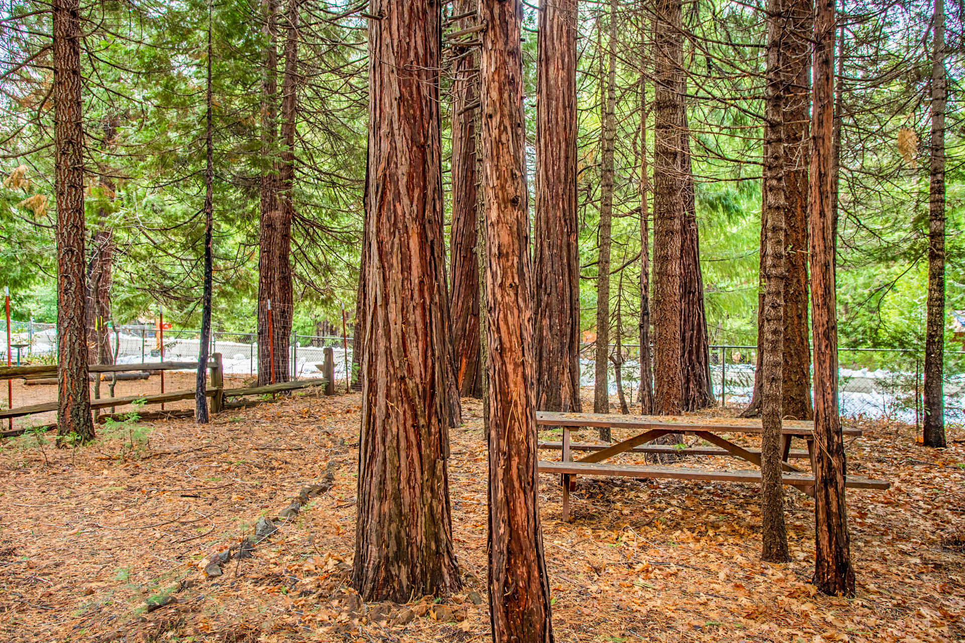 8404 Starlite Pines Road Shingletown, CA 96088 - Photo 3 of 20 80 Bench