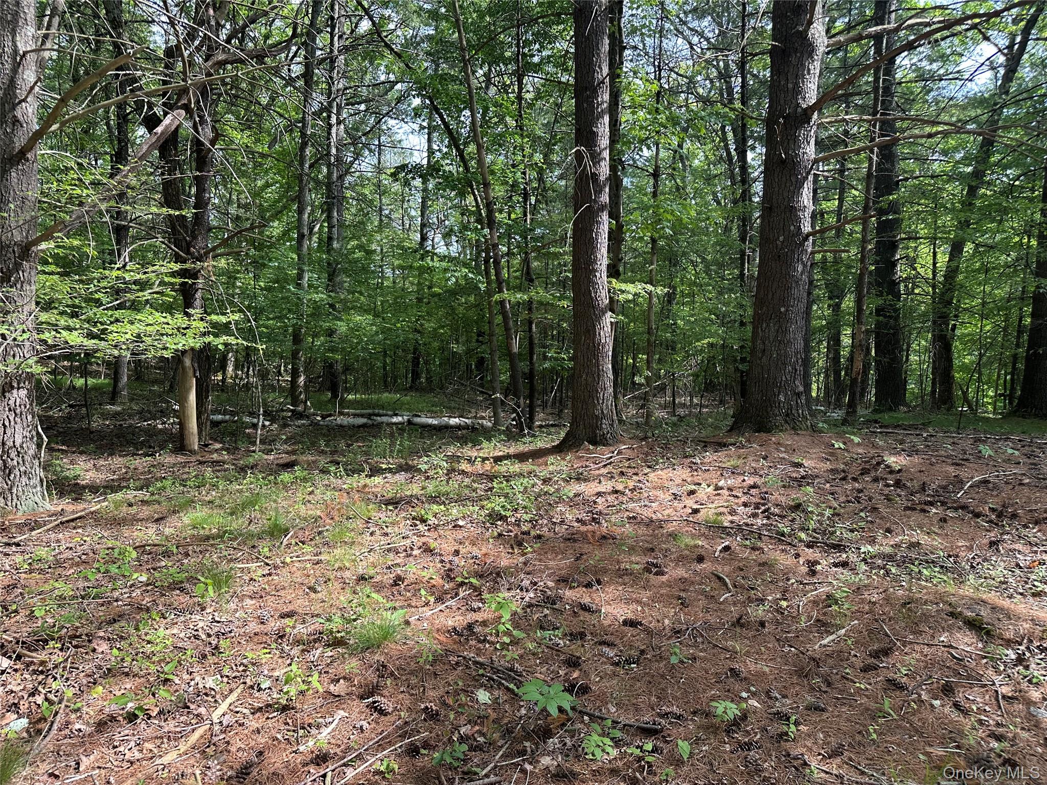 804 Hearts Content Road Cairo, NY 12473 - Photo 21 of 34 a backyard of a house with lots of green space