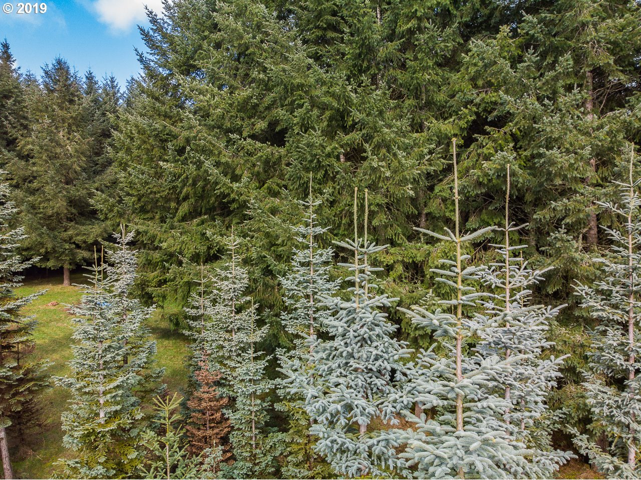 Farris Scio, OR 97374 - Photo 22 of 32 Gallery Image 22