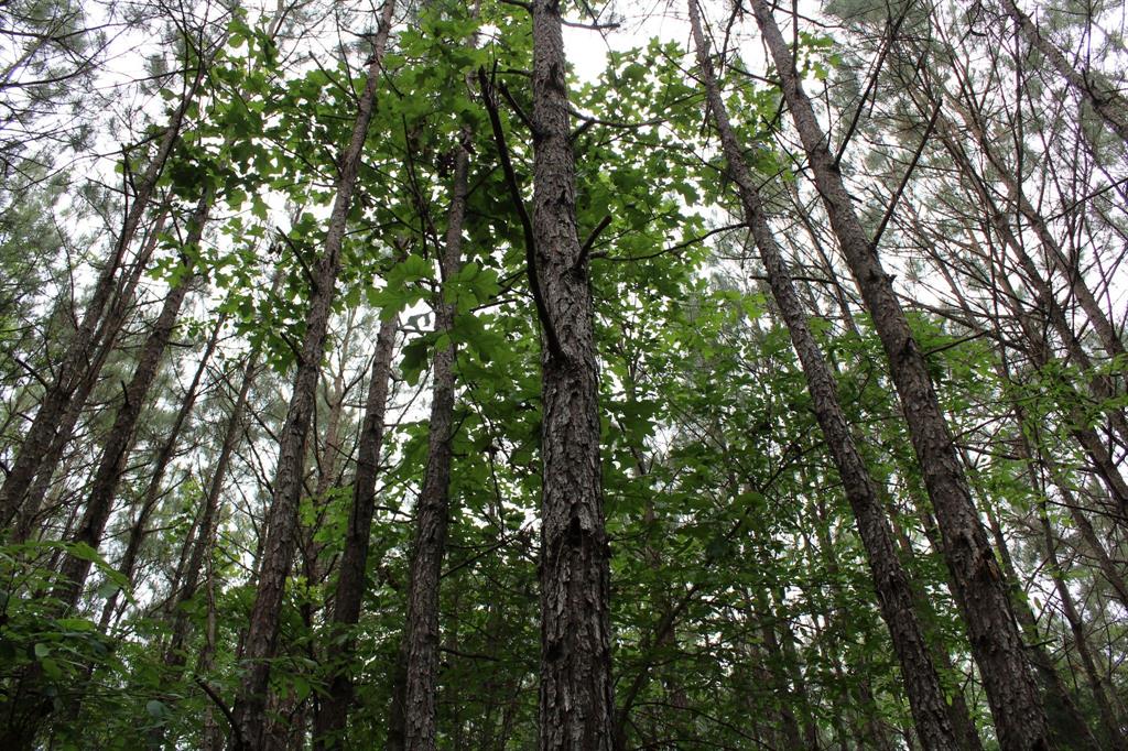 0 Mott Road Plain Dealing, LA 71064 - Photo 2 of 6