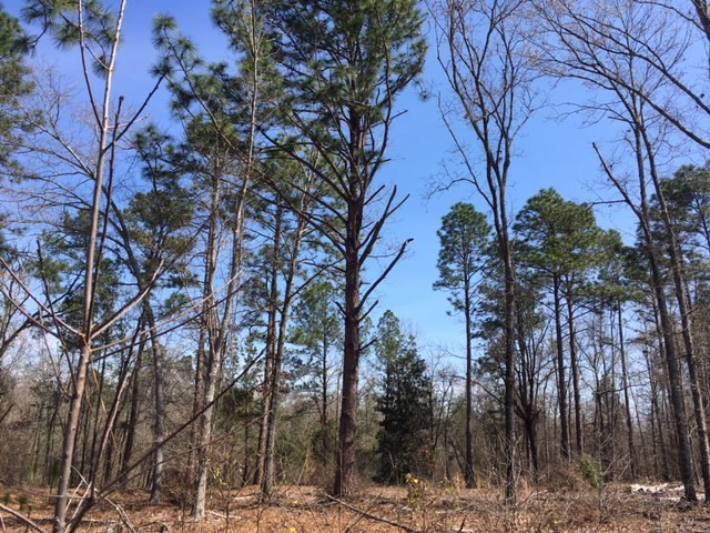 10-acres Butler Road Aiken, SC 29801 - Photo 2 of 2
