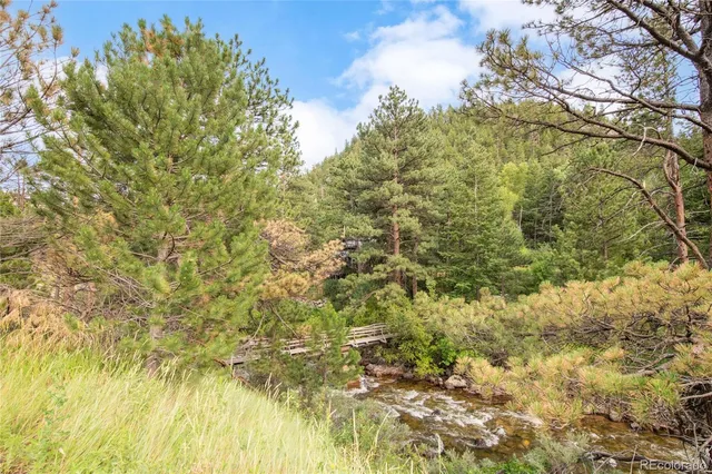 a view of a forest with a tree