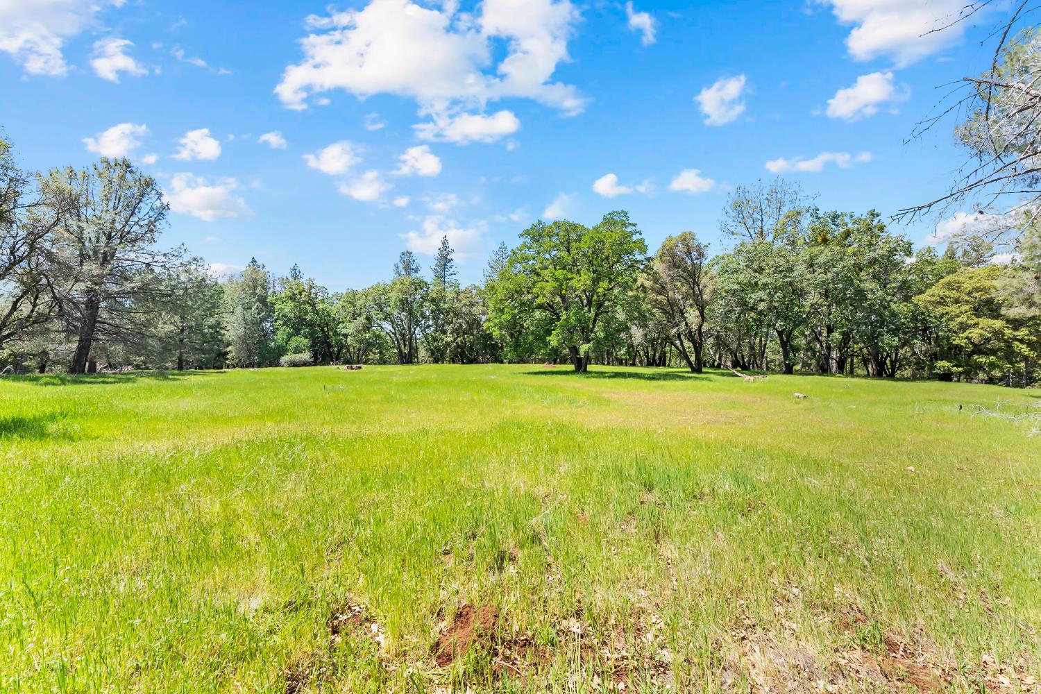 19461 Fiddletown Road Fiddletown, CA 95629 - Photo 48 of 62 a view of yard with swimming pool and green space