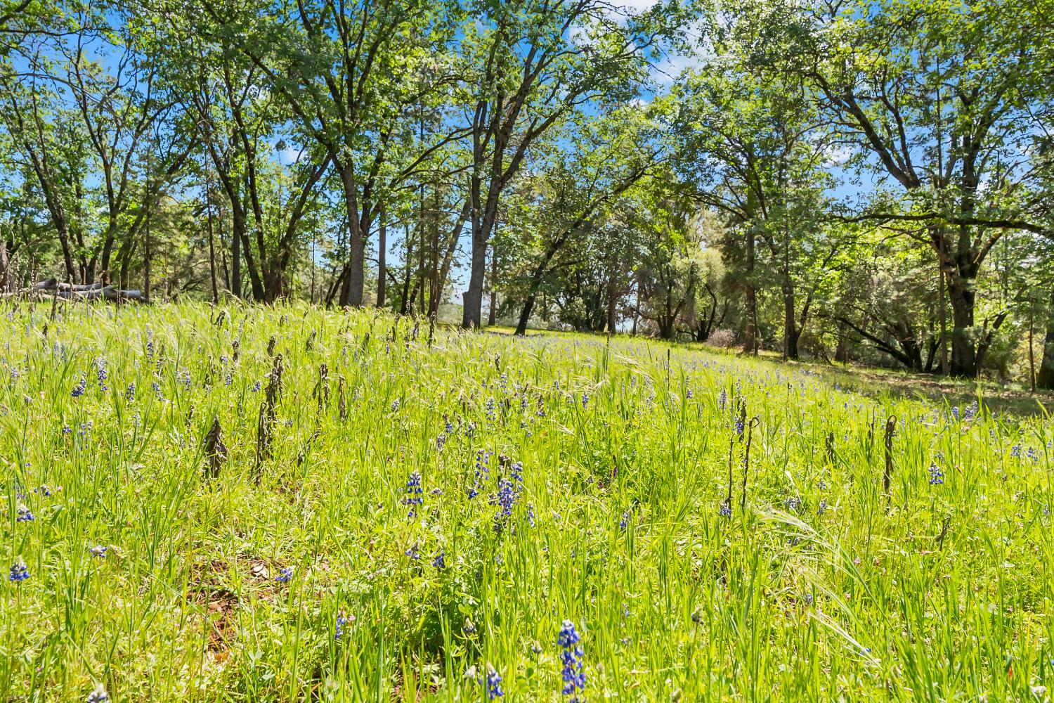 19461 Fiddletown Road Fiddletown, CA 95629 - Photo 49 of 62 a backyard of a house with a yard and large trees