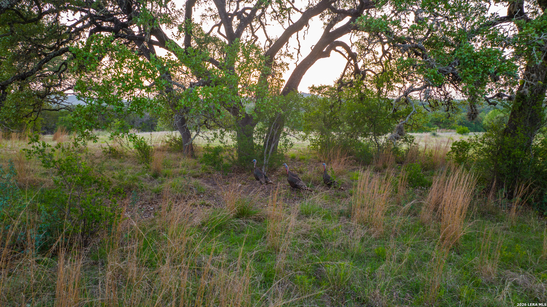 2991 Fm 470 Bandera, TX 78003 - Photo 39 of 46 a view of a lush green forest with lots of trees