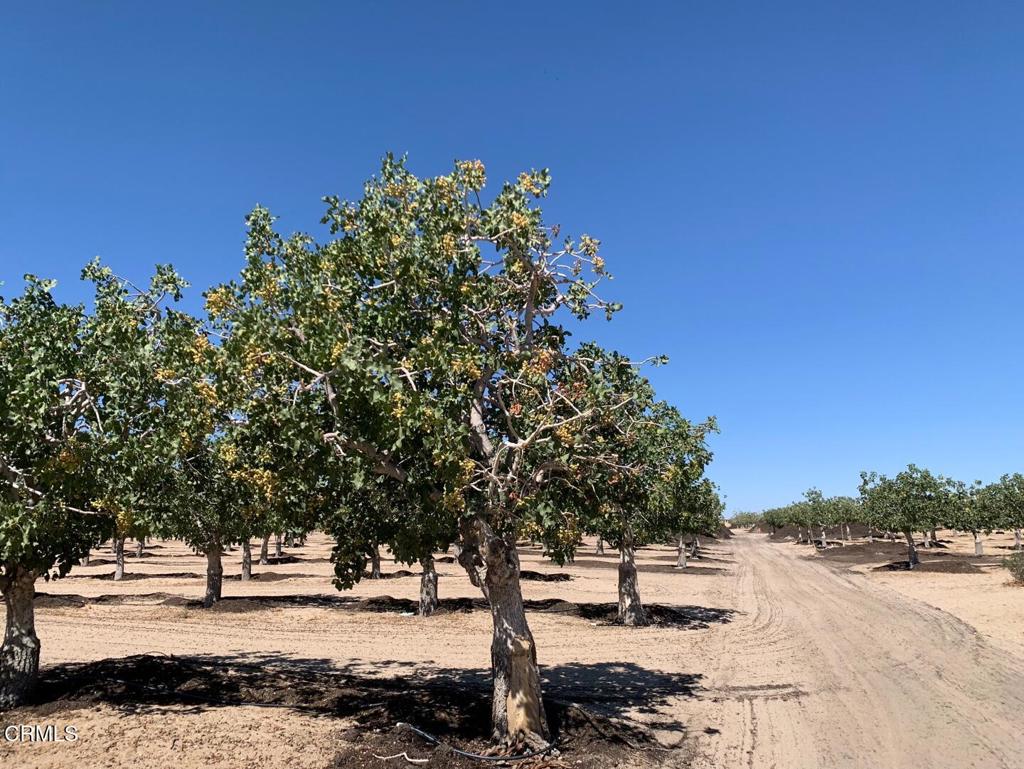 10080 Santa Fe Fire Road Lucerne Valley, CA 92356 - Photo 14 of 36 a view of a yard with trees
