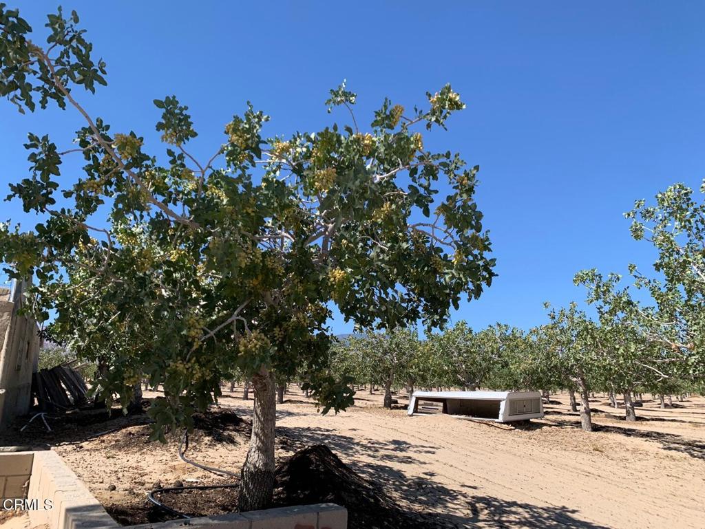 10080 Santa Fe Fire Road Lucerne Valley, CA 92356 - Photo 25 of 36 a view of a outdoor space