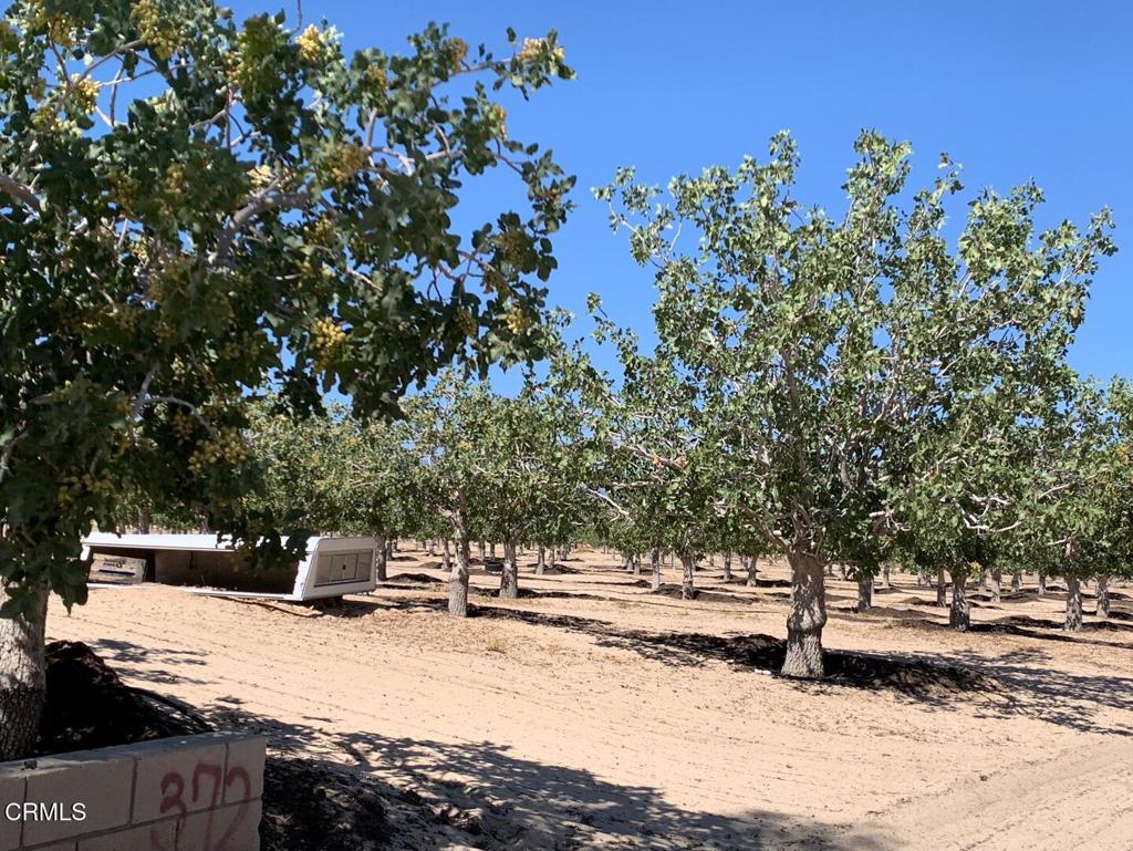 10080 Santa Fe Fire Road Lucerne Valley, CA 92356 - Photo 26 of 36 a view of a yard with trees