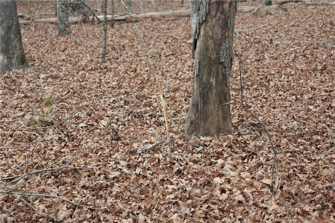 0 Old Brewer Road South Edgemont, AR 72044 - Photo 45 of 60 View of local wilderness