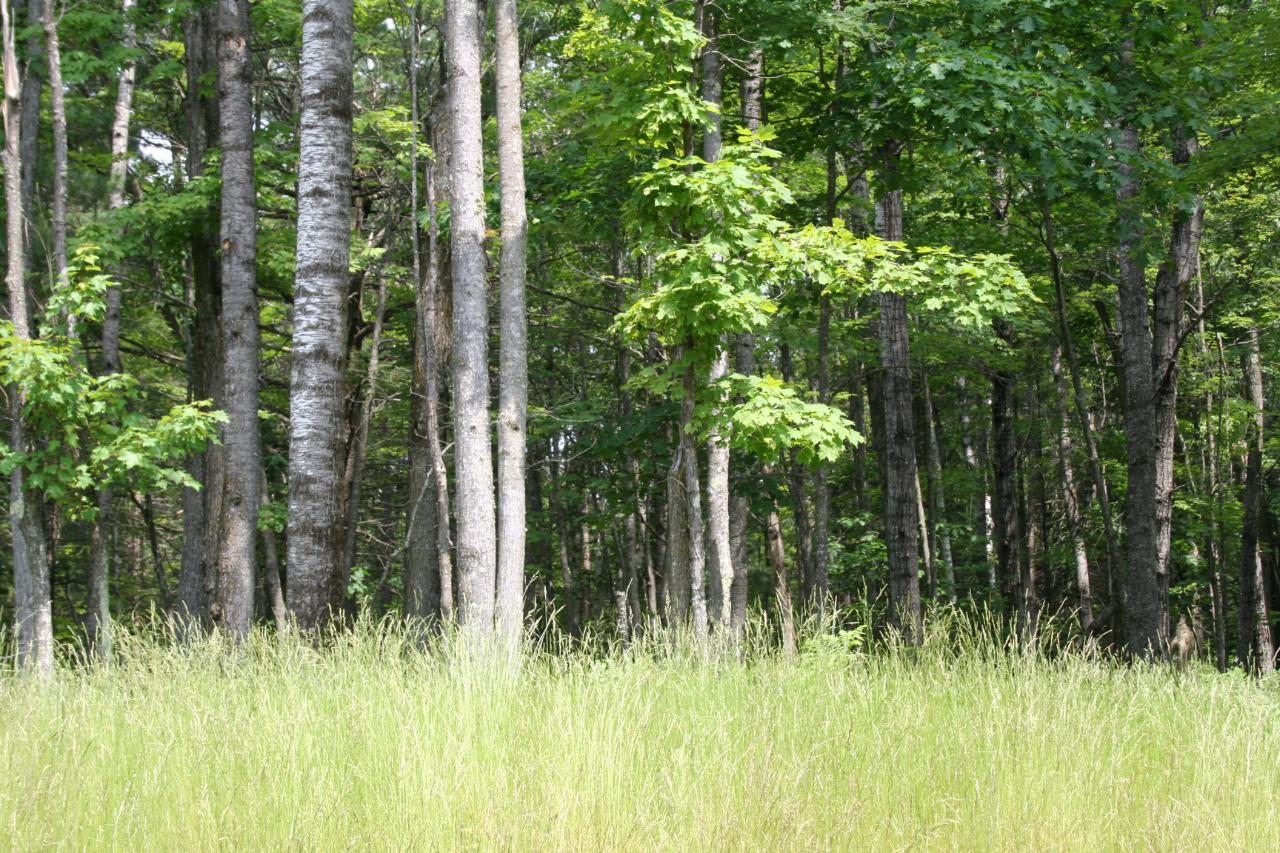 Lot 30 Whitetail Crossing Road Eagle River, WI 54521 - Photo 1 of 3 Gallery Image 1