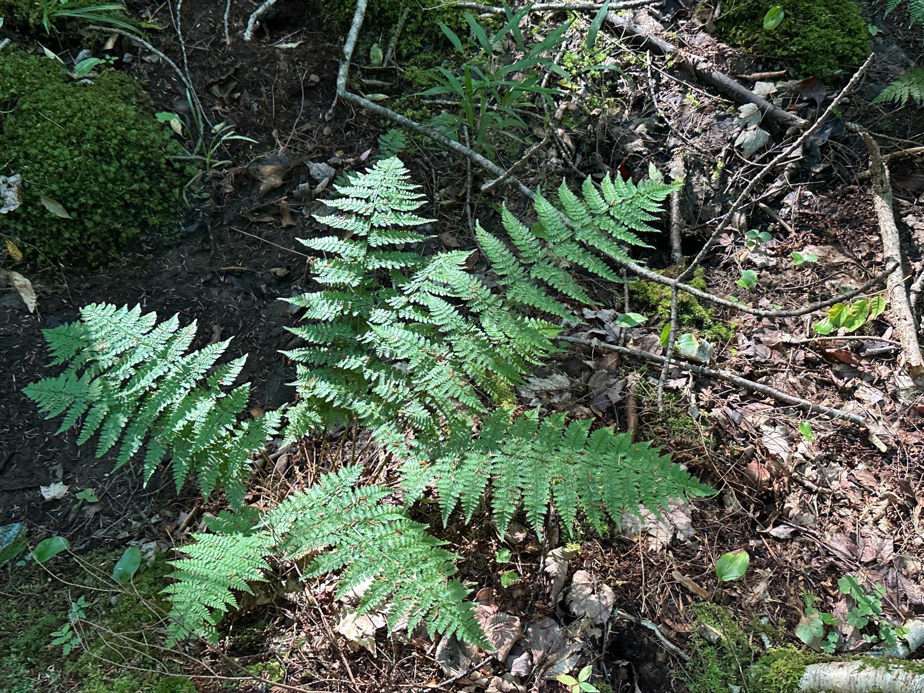 131 Adams Drive Washington, NH 03280 - Photo 13 of 16